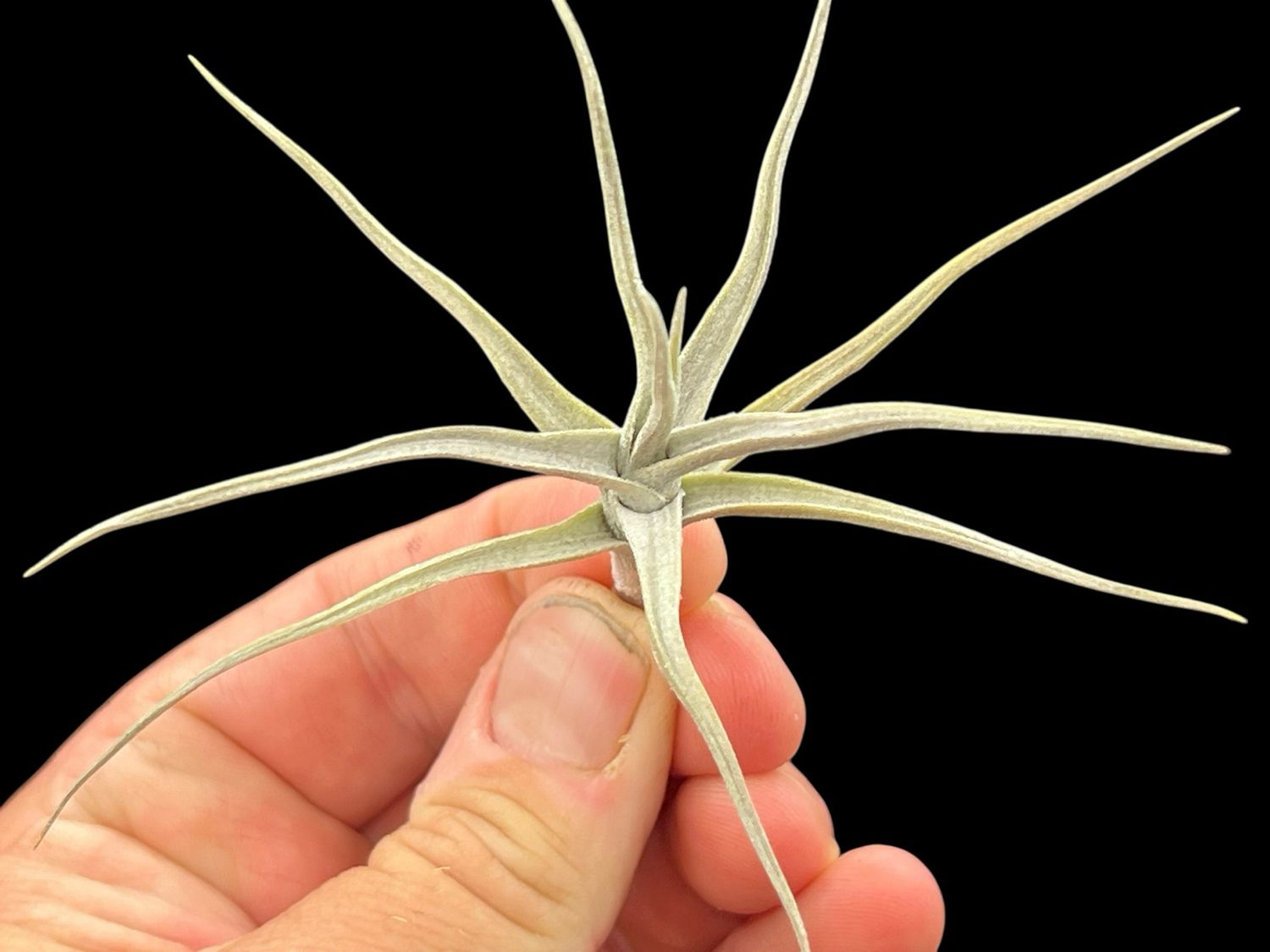 Tillandsia diaguitensis