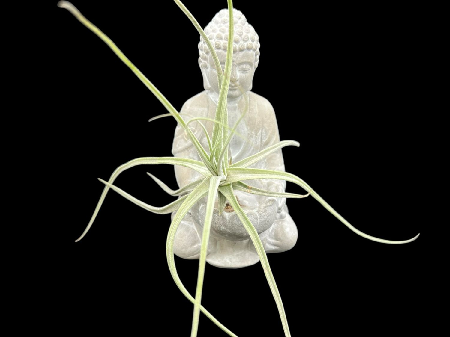 Tillandsia schiedeana Major - Large