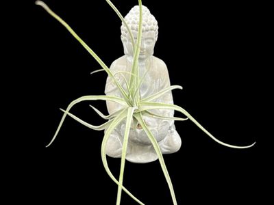 Tillandsia schiedeana Major - Large