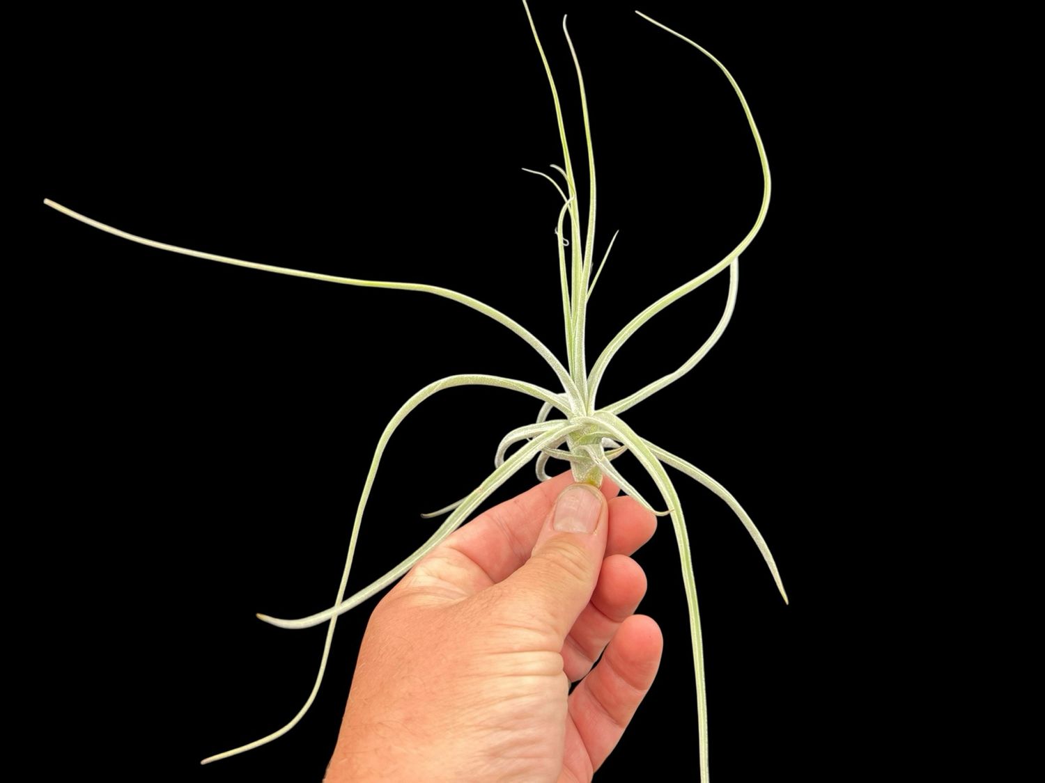 Tillandsia schiedeana Major - Large