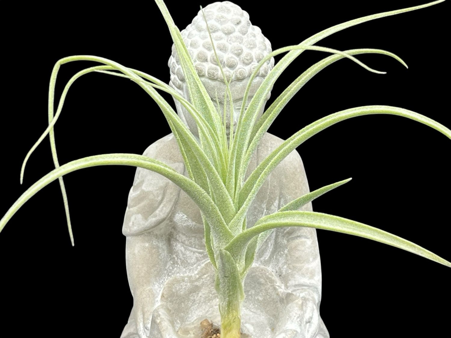 Tillandsia straminea Dwarf