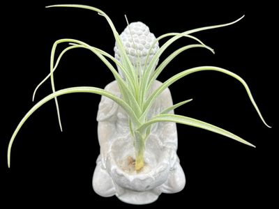 Tillandsia straminea Dwarf