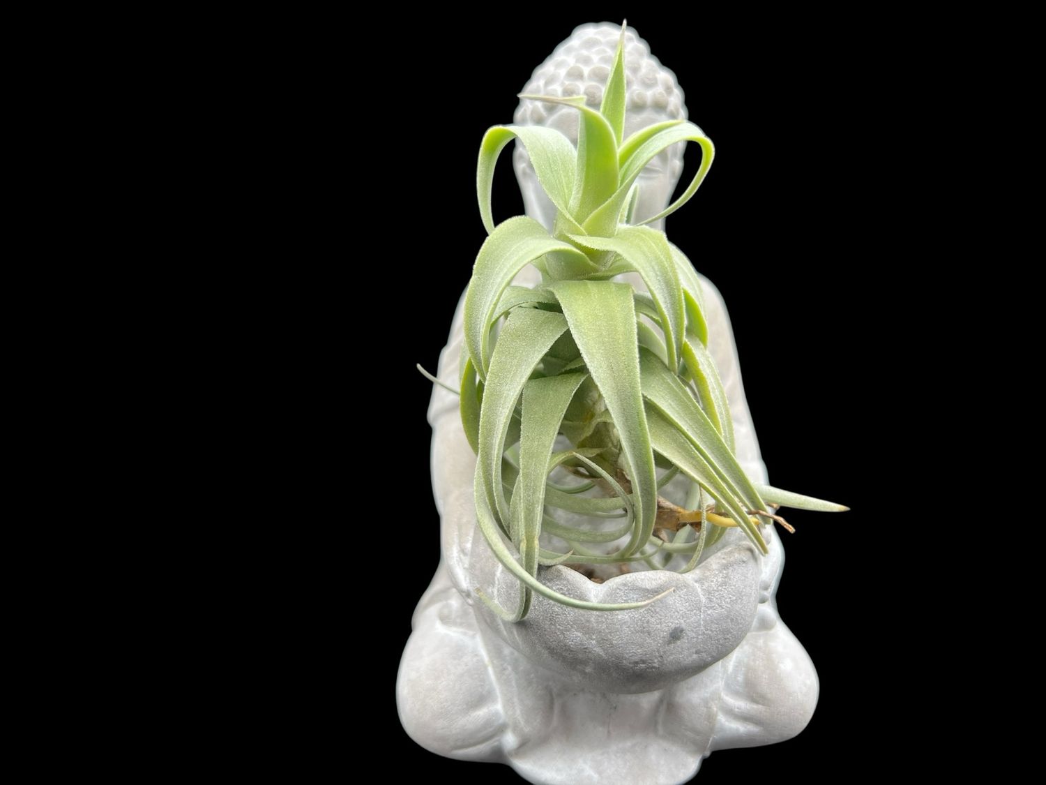 Tillandsia streptocarpa Fat Boy