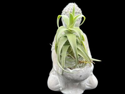 Tillandsia streptocarpa Fat Boy