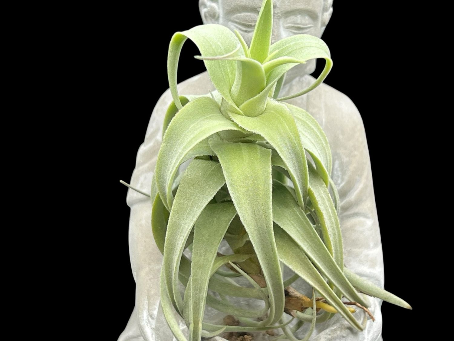 Tillandsia streptocarpa Fat Boy