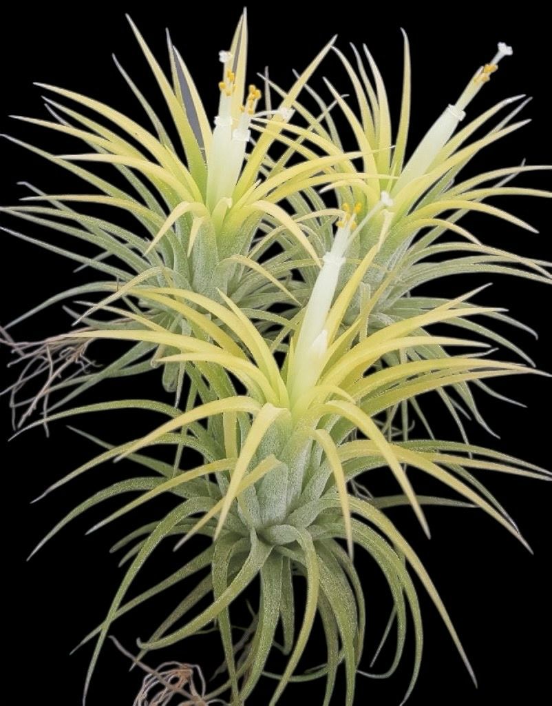 Tillandsia ionantha ‘Druid’ - Large