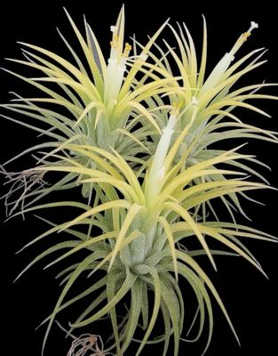 Tillandsia ionantha ‘Druid’ - Large