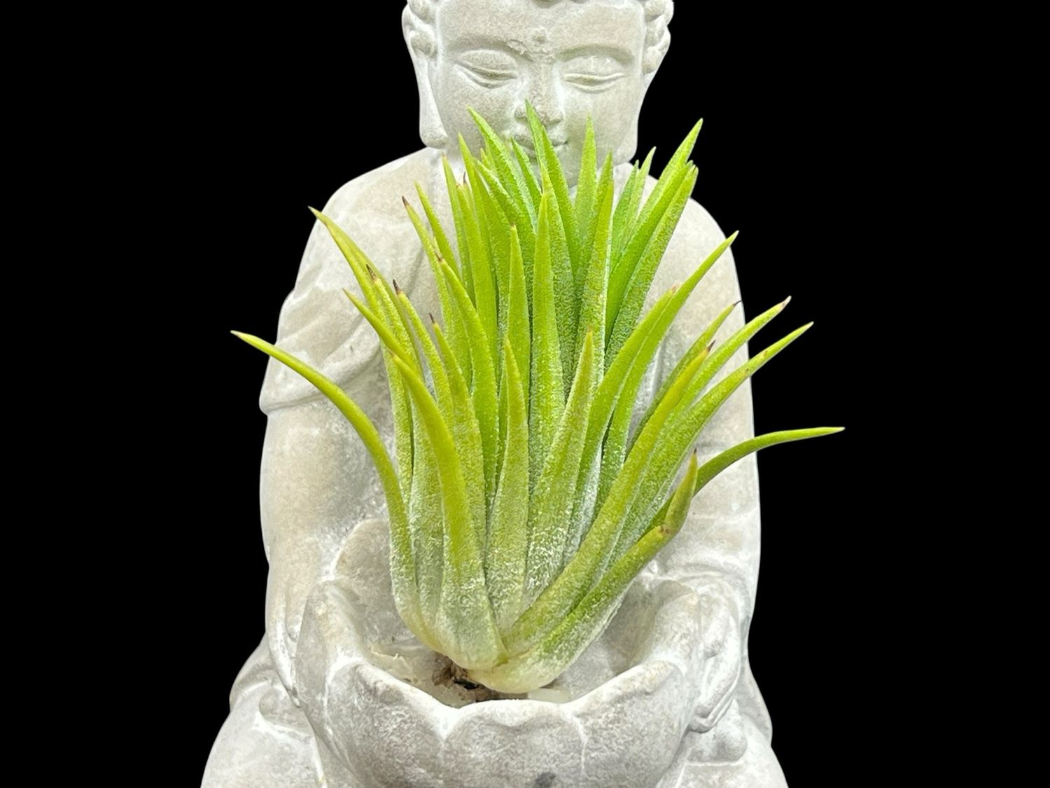 Tillandsia ionantha ‘Druid’ - Large