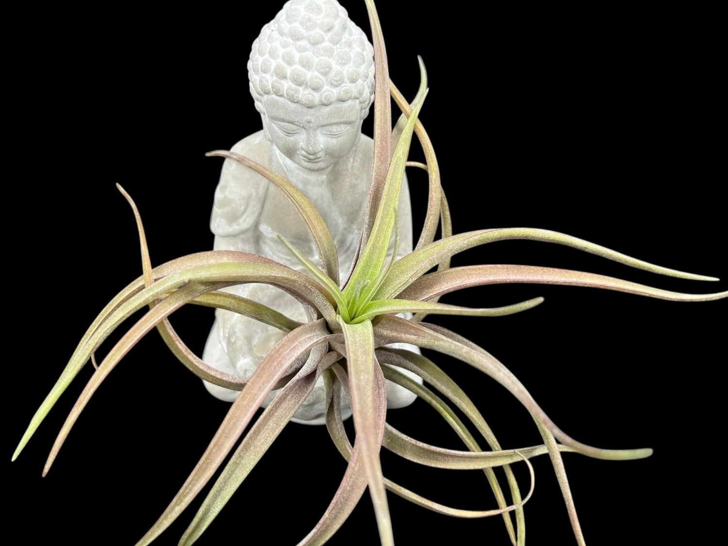 Tillandsia novakii - Nice sized plants! 