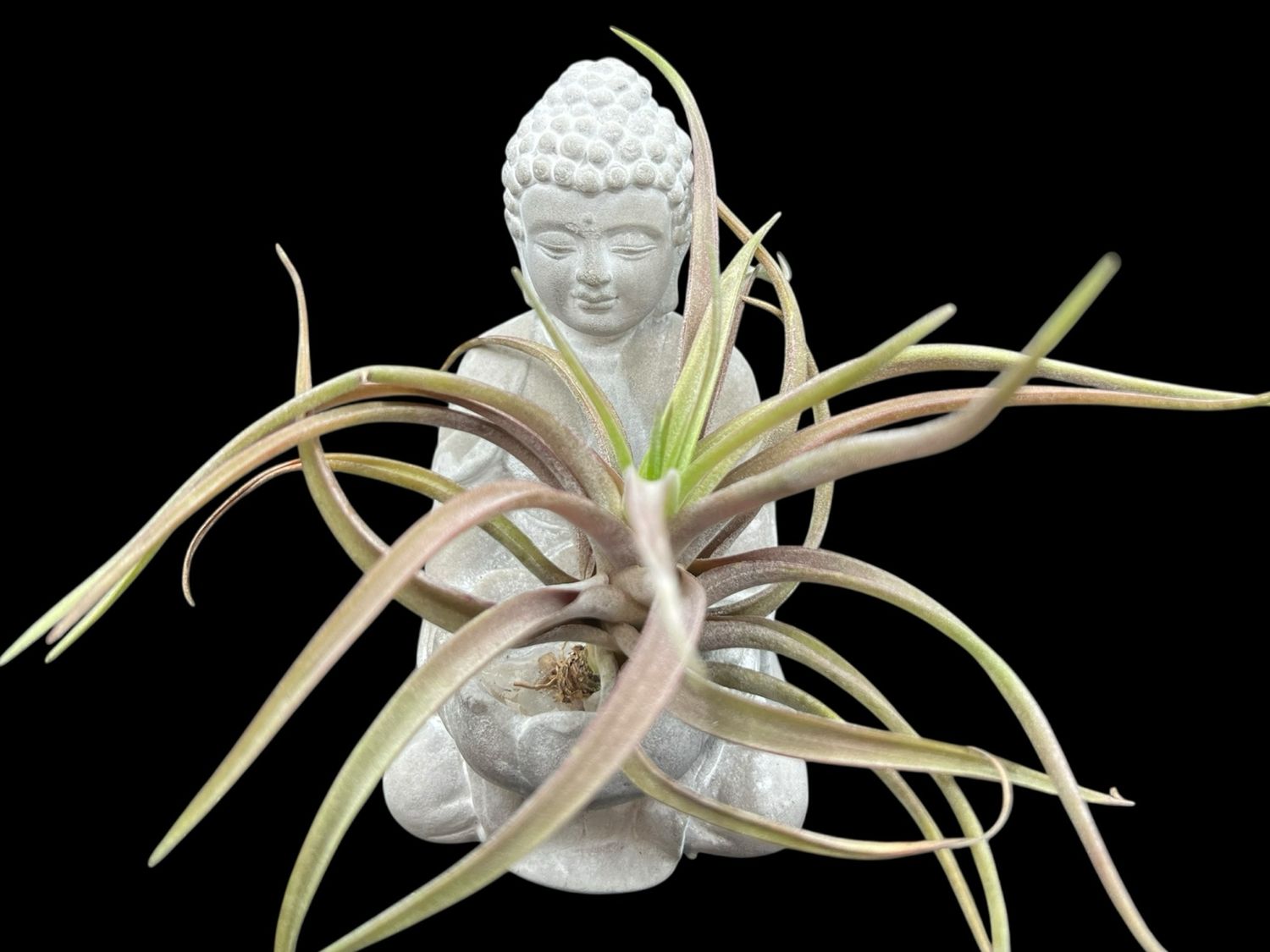 Tillandsia novakii - Nice sized plants! 