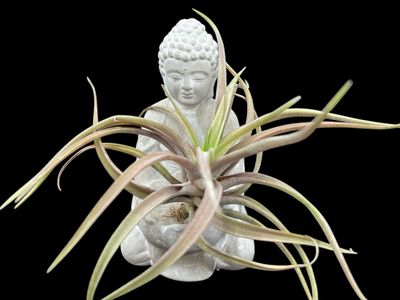Tillandsia novakii - Nice sized plants! 