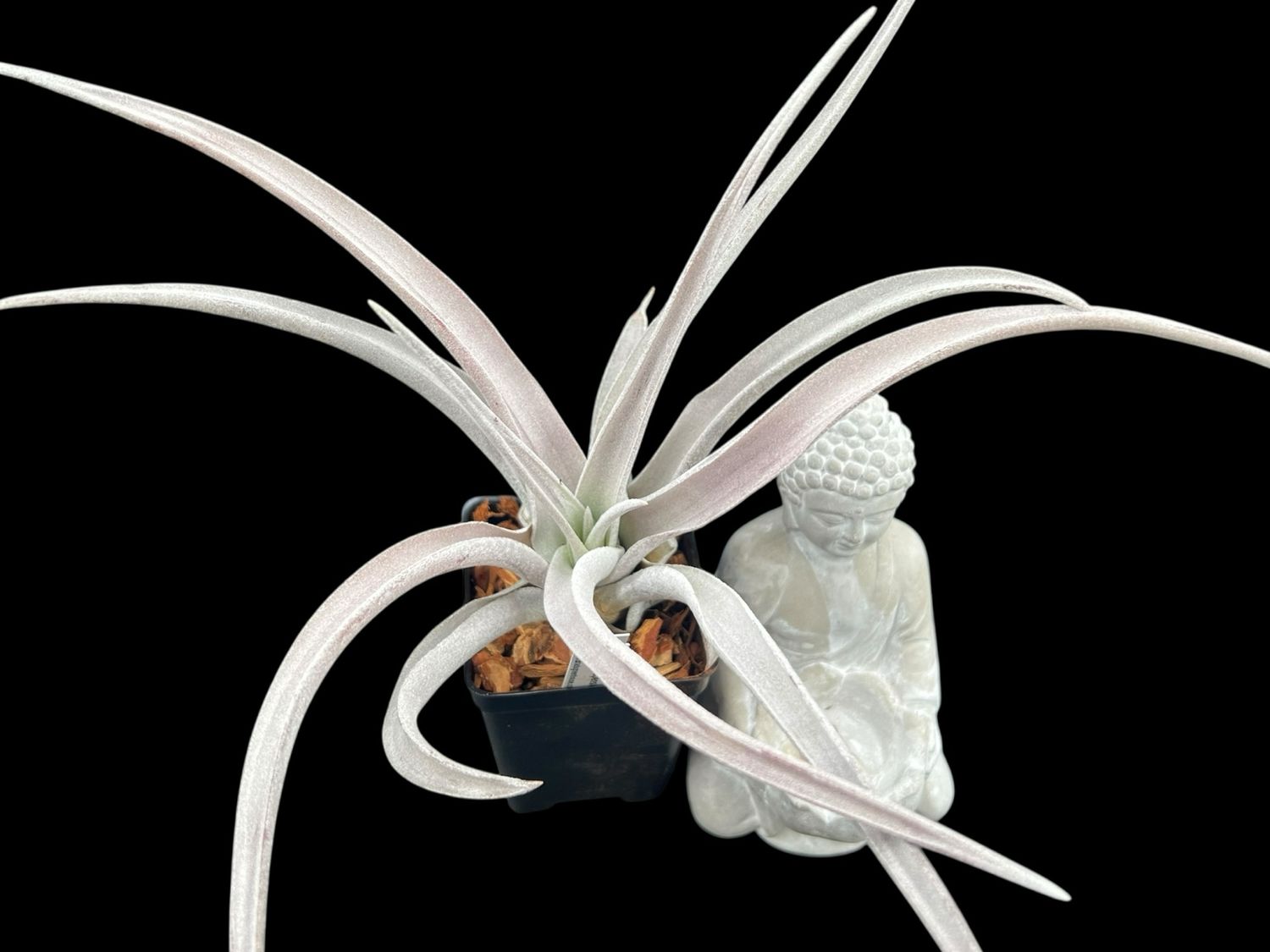 Tillandsia chiapensis "Giant Form" - Large! 