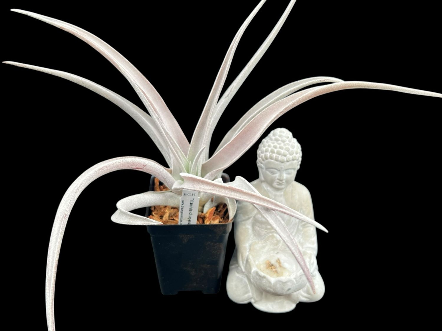 Tillandsia chiapensis Giant Form - Large! 