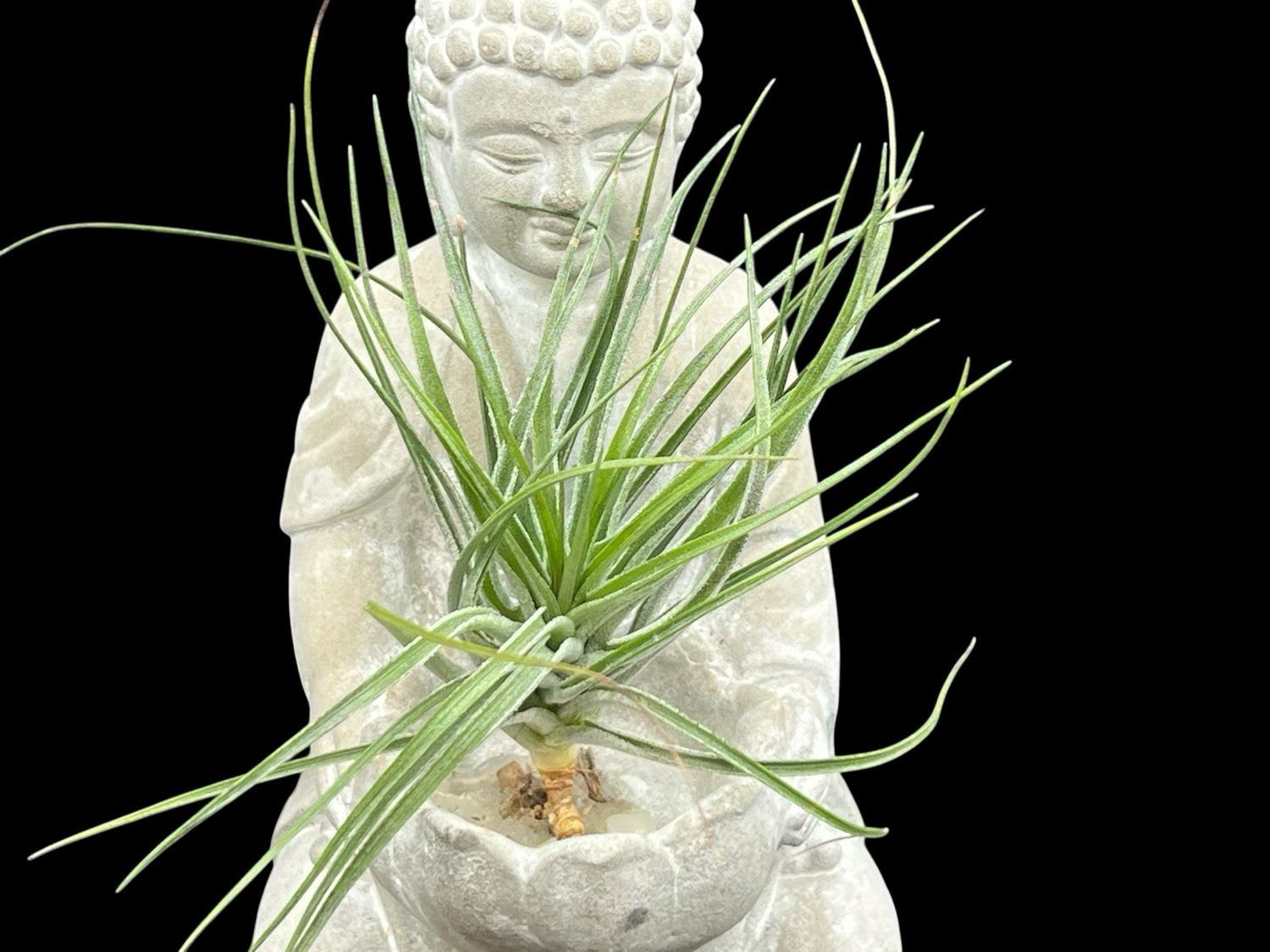 Tillandsia stricta Green Form