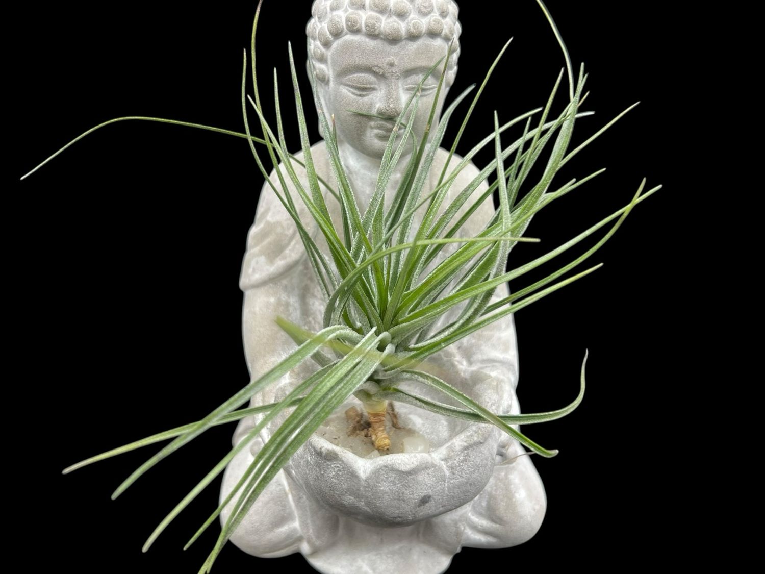 Tillandsia stricta Green Form