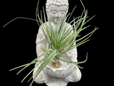Tillandsia stricta Green Form