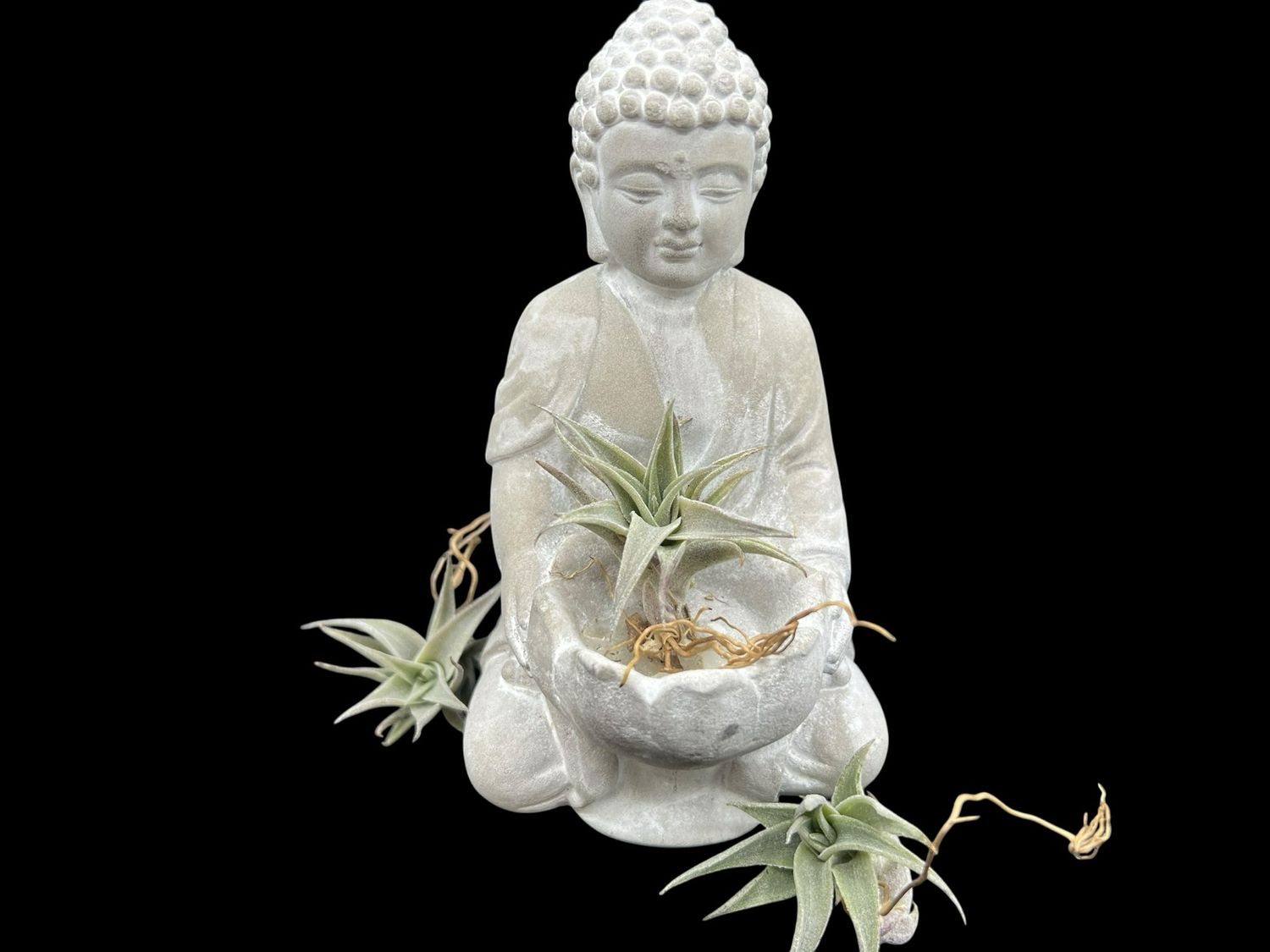 Tillandsia edithae T.I. Clone 