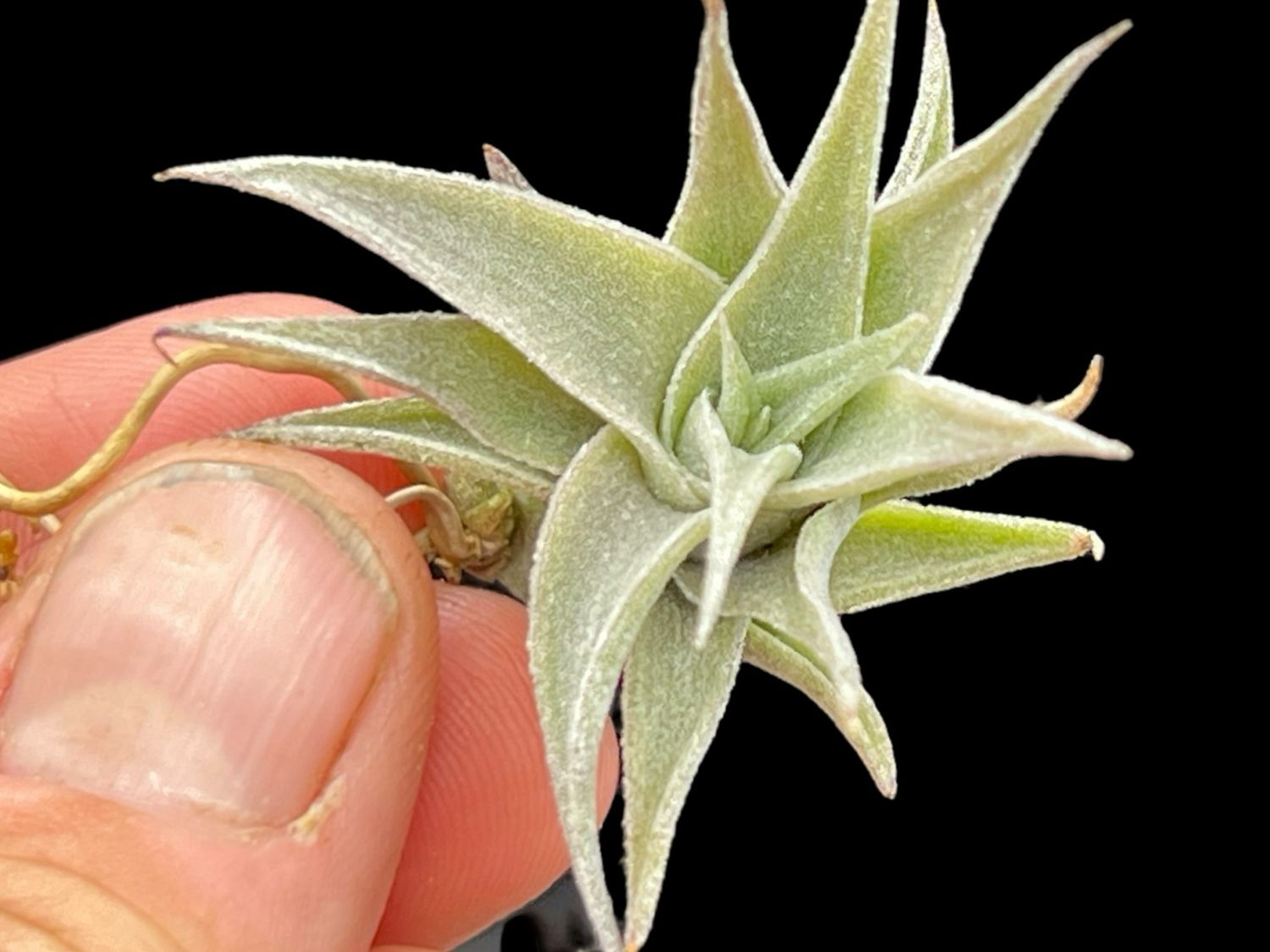 Tillandsia edithae T.I. Clone 