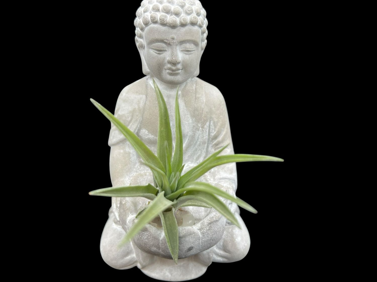 Tillandsia velutina