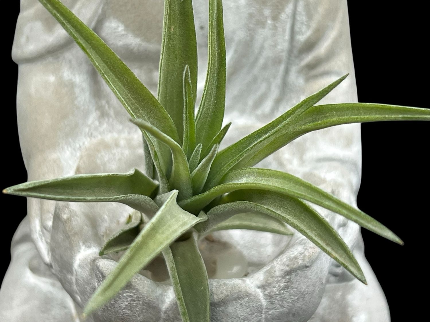 Tillandsia velutina