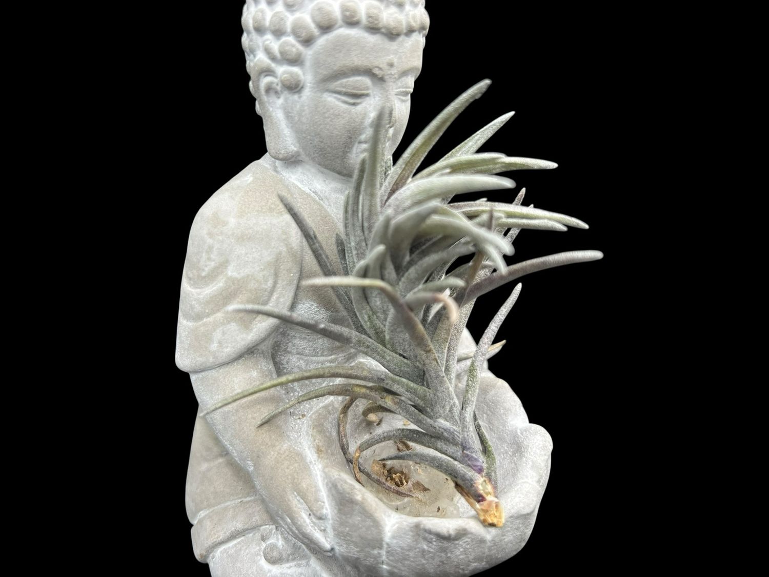 Tillandsia neglecta Purple Form - Rare! 