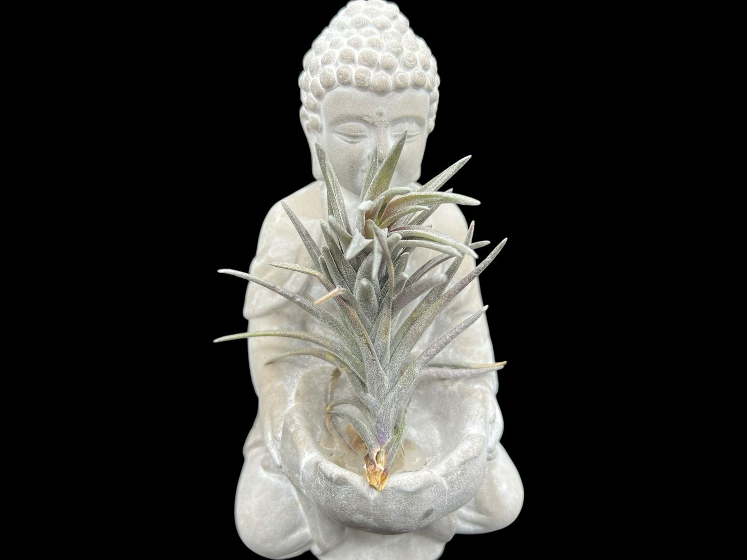 Tillandsia neglecta Purple Form - Rare! 