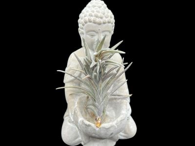 Tillandsia neglecta Purple Form - Rare! 