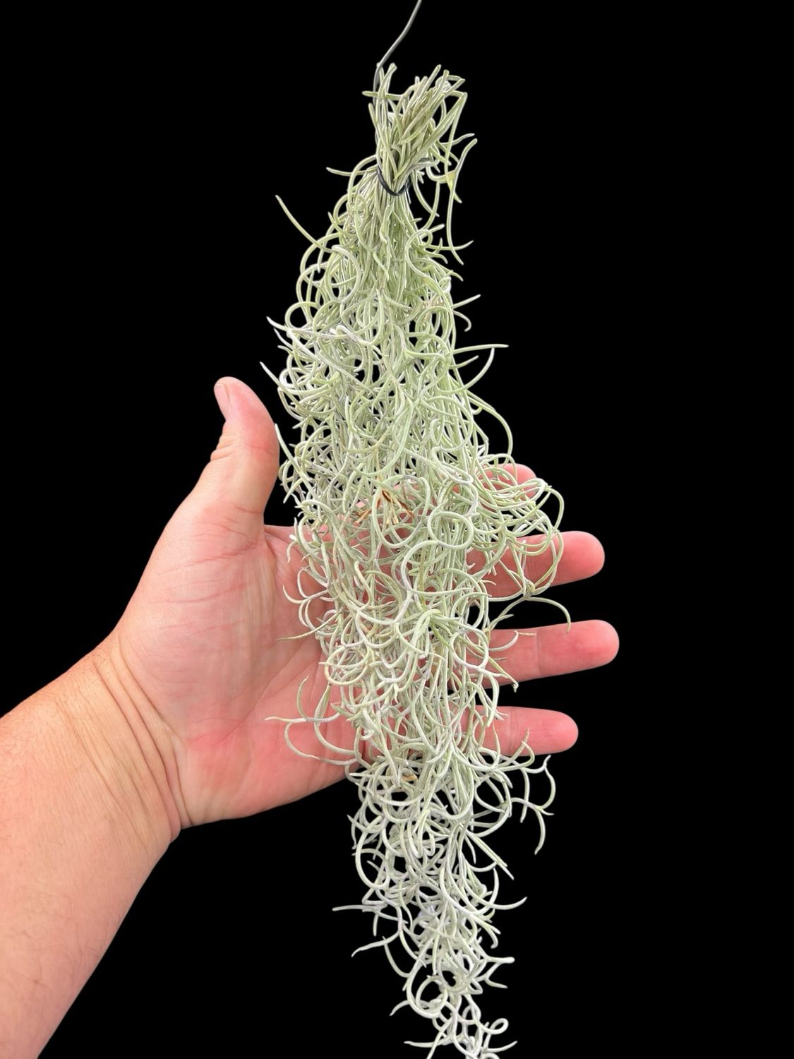 Tillandsia usneoides curly orange flower form 