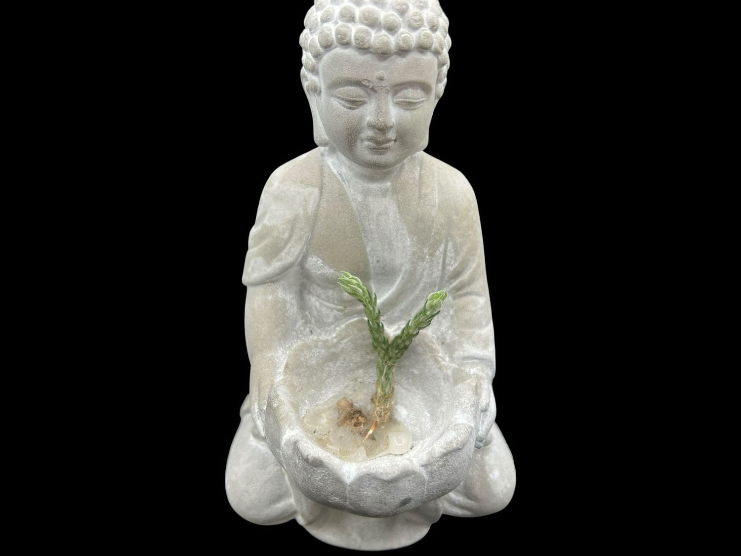 Tillandsia tricholepis closed form - miniature!