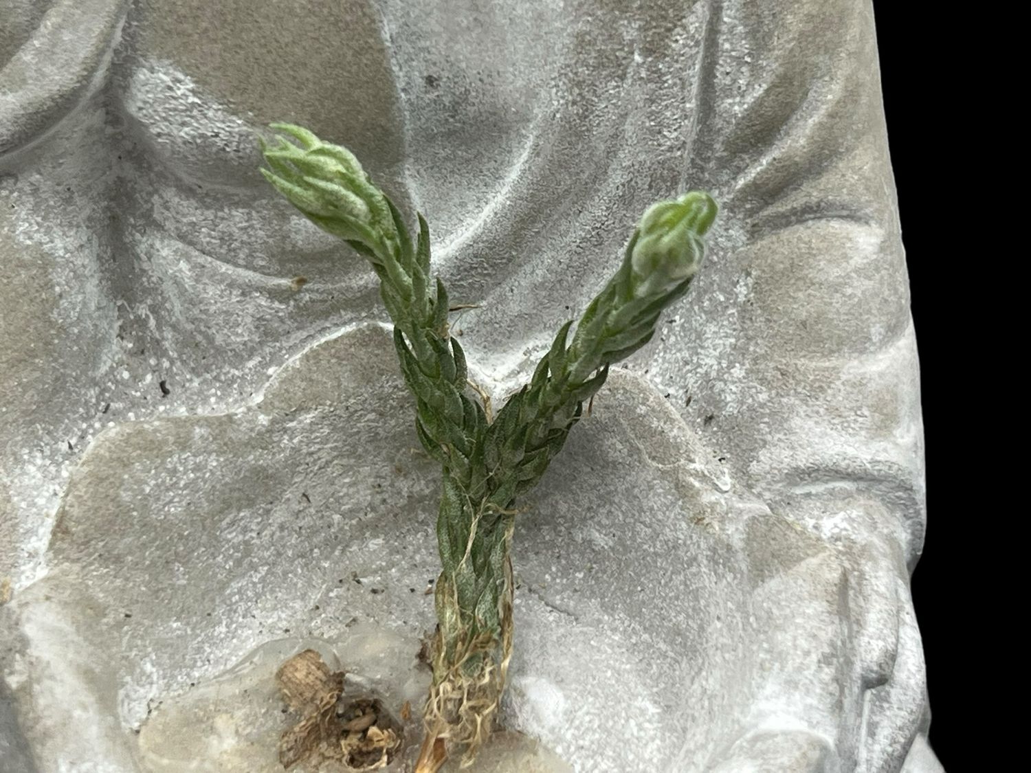 Tillandsia tricholepis closed form - miniature!