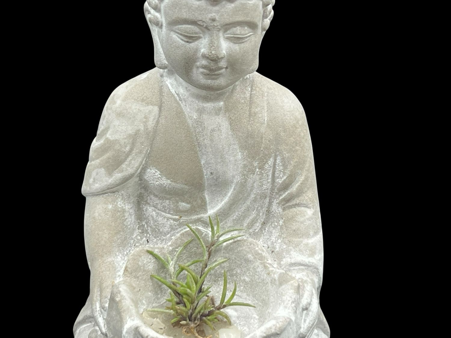 Tillandsia capillaris “Pitch Fork” - miniature!