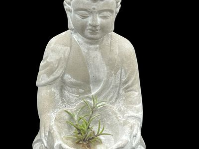Tillandsia capillaris “Pitch Fork” - miniature!