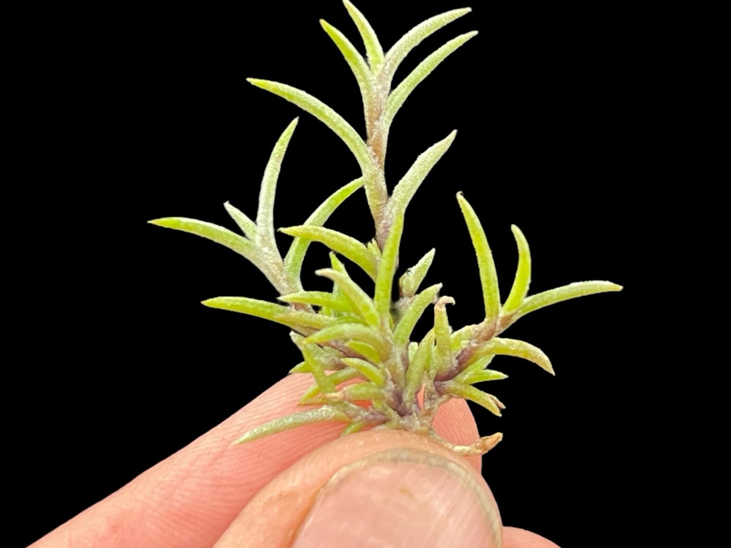 Tillandsia capillaris “Pitch Fork” - miniature!