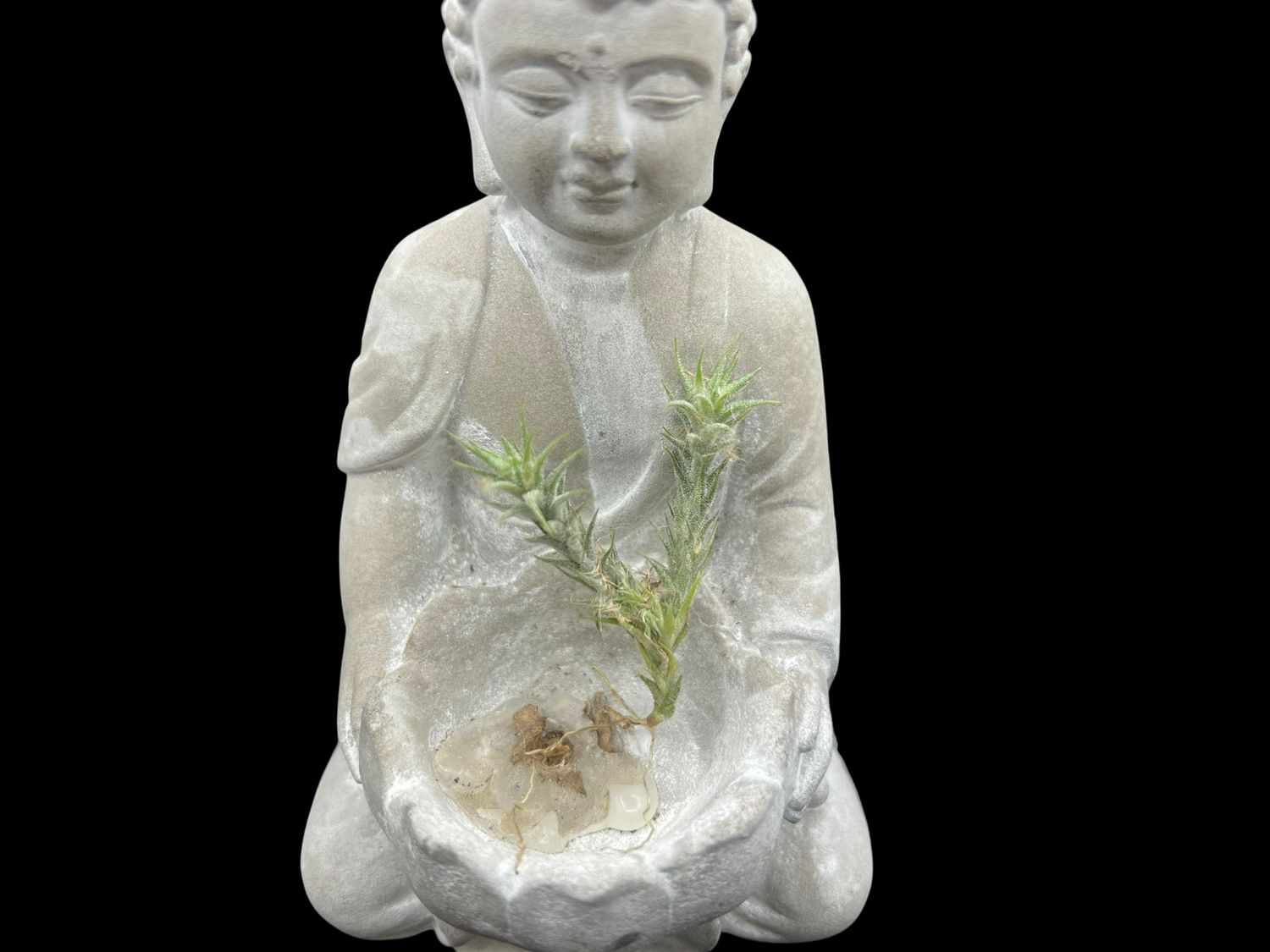 Tillandsia tricholepis Bolivian Form - miniature!