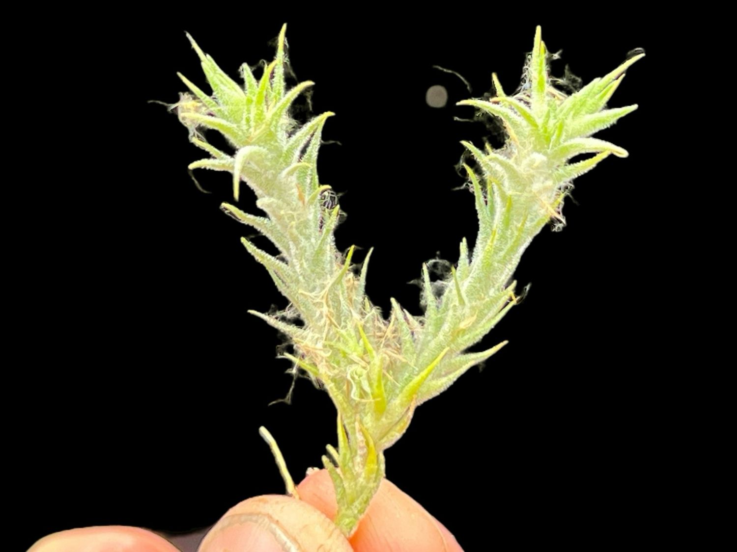 Tillandsia tricholepis Bolivian Form - miniature!