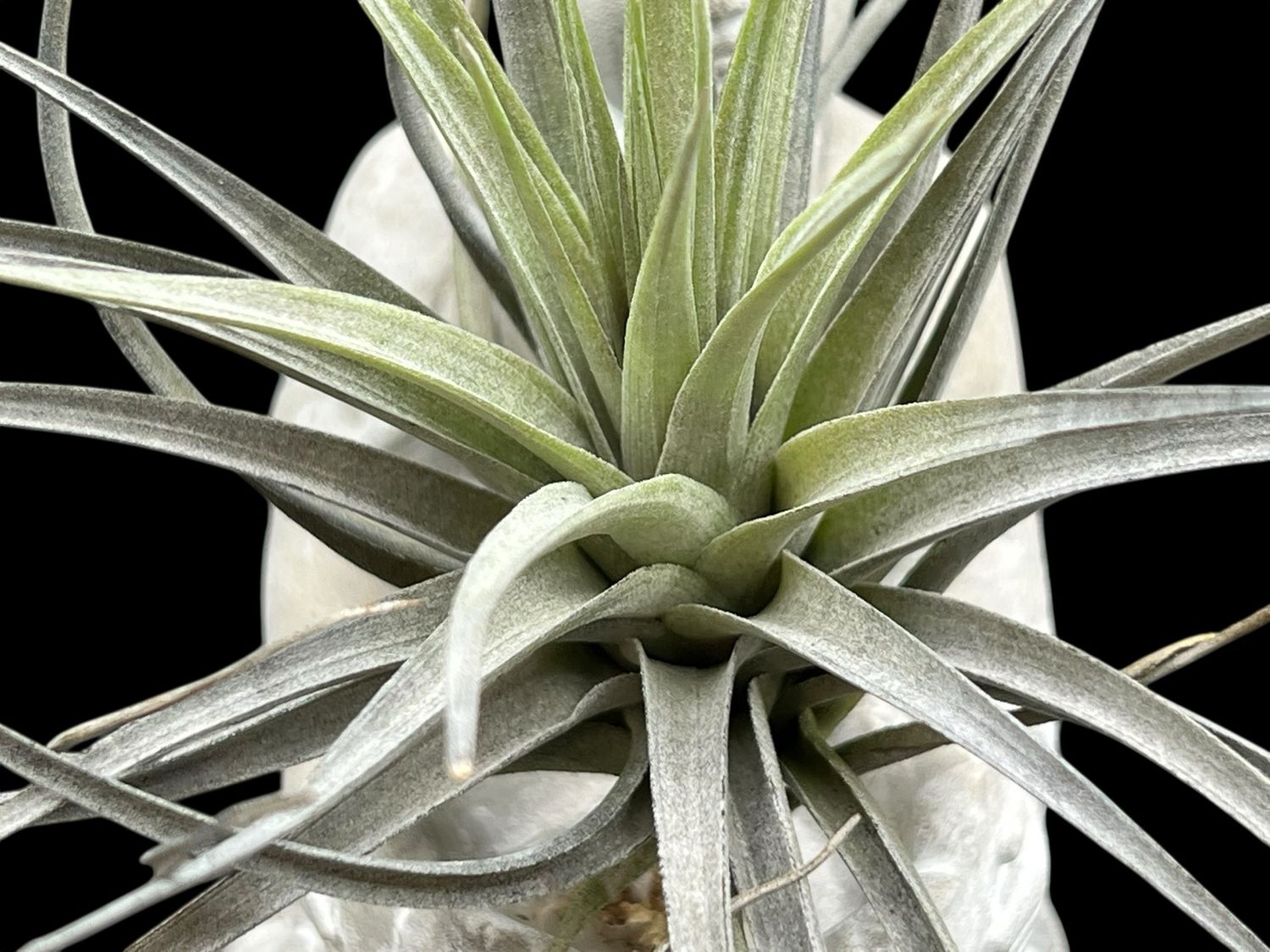 Tillandsia aeranthos Purple - Large!