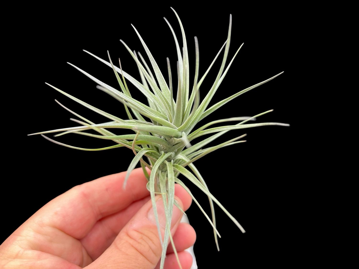 Tillandsia araujei Purple Form