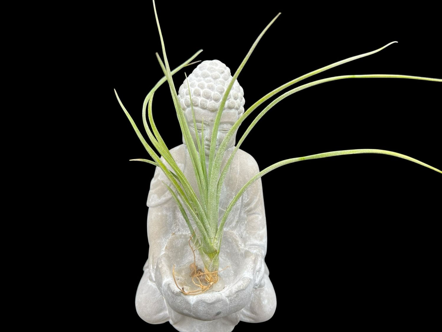 Tillandsia “Moonlight”