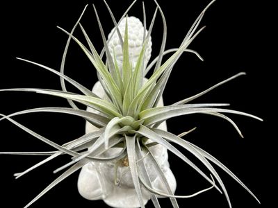 Tillandsia aeranthos Purple - Large!