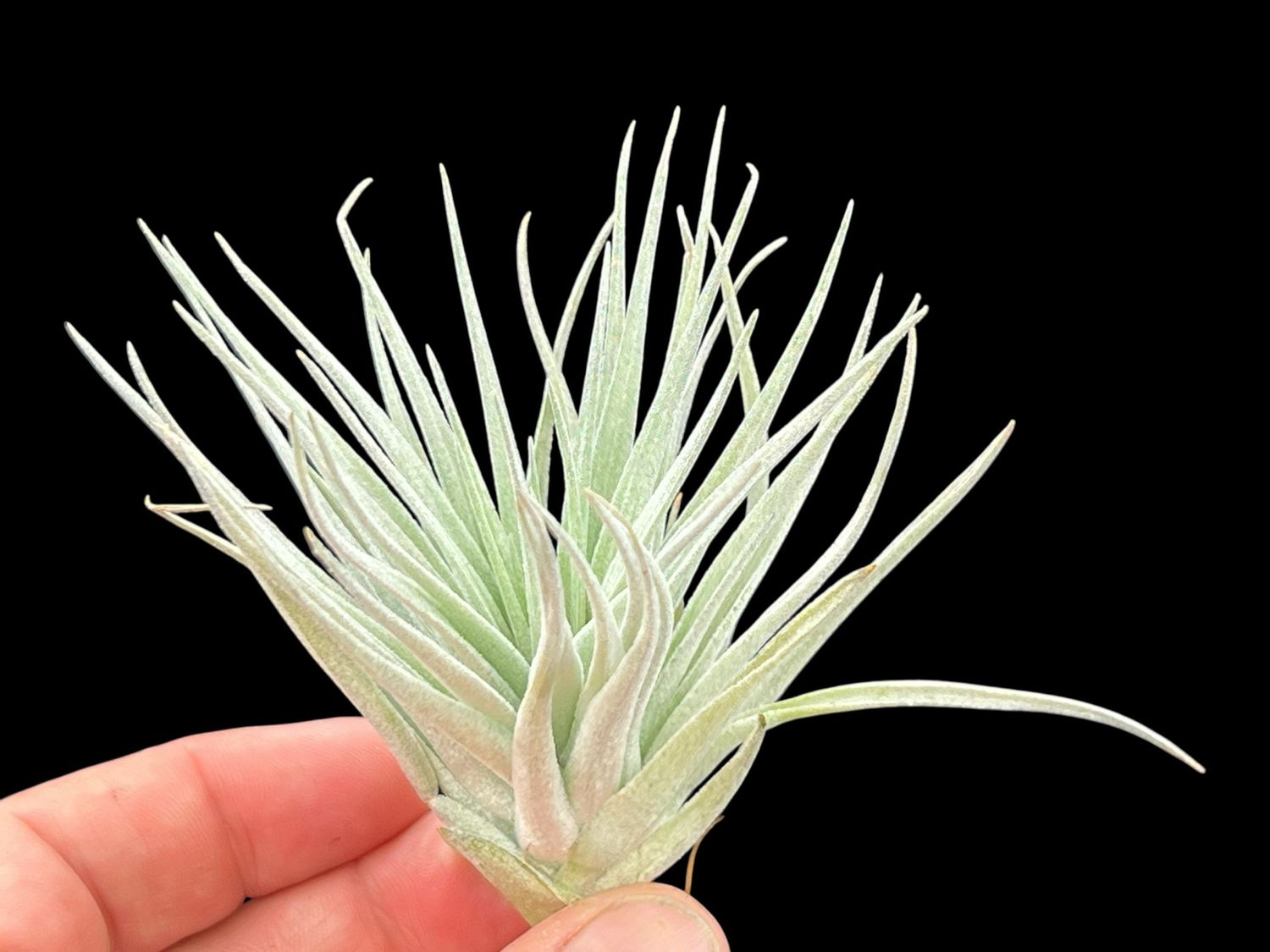Tillandsia Houston Cotton Candy 