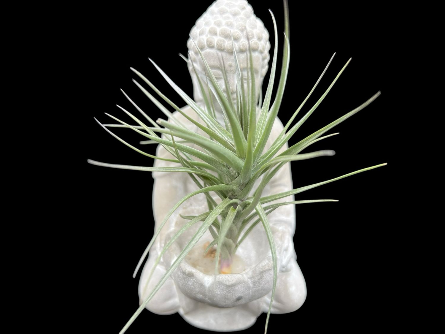 Tillandsia araujei Purple Form