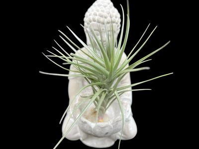 Tillandsia araujei Purple Form