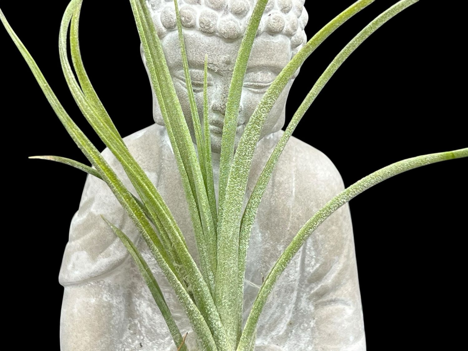 Tillandsia “Moonlight”