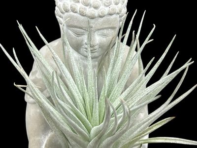 Tillandsia Houston Cotton Candy 