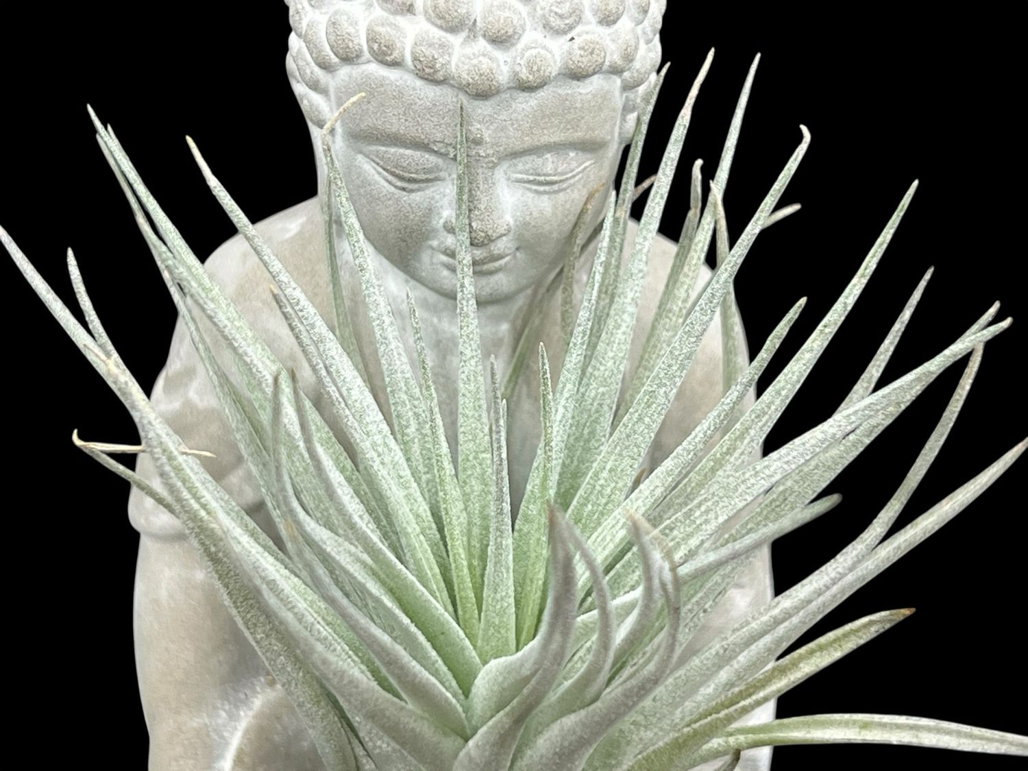 Tillandsia Houston Cotton Candy 