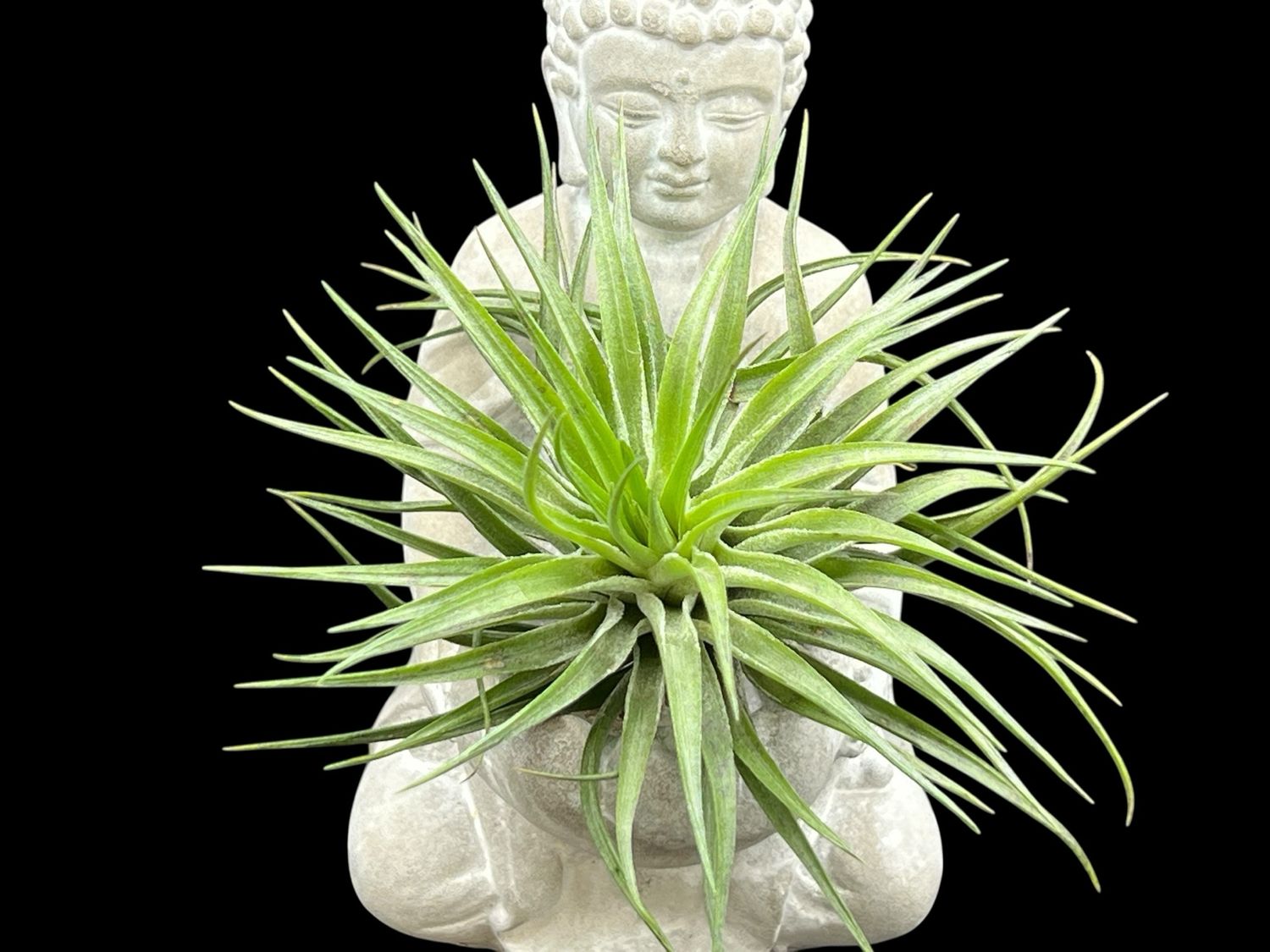 Tillandsia Houston Green Compact