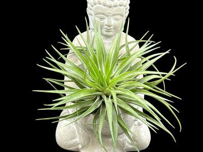 Tillandsia Houston Green Compact