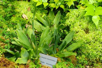 Catopsis morreniana - Bromeliad