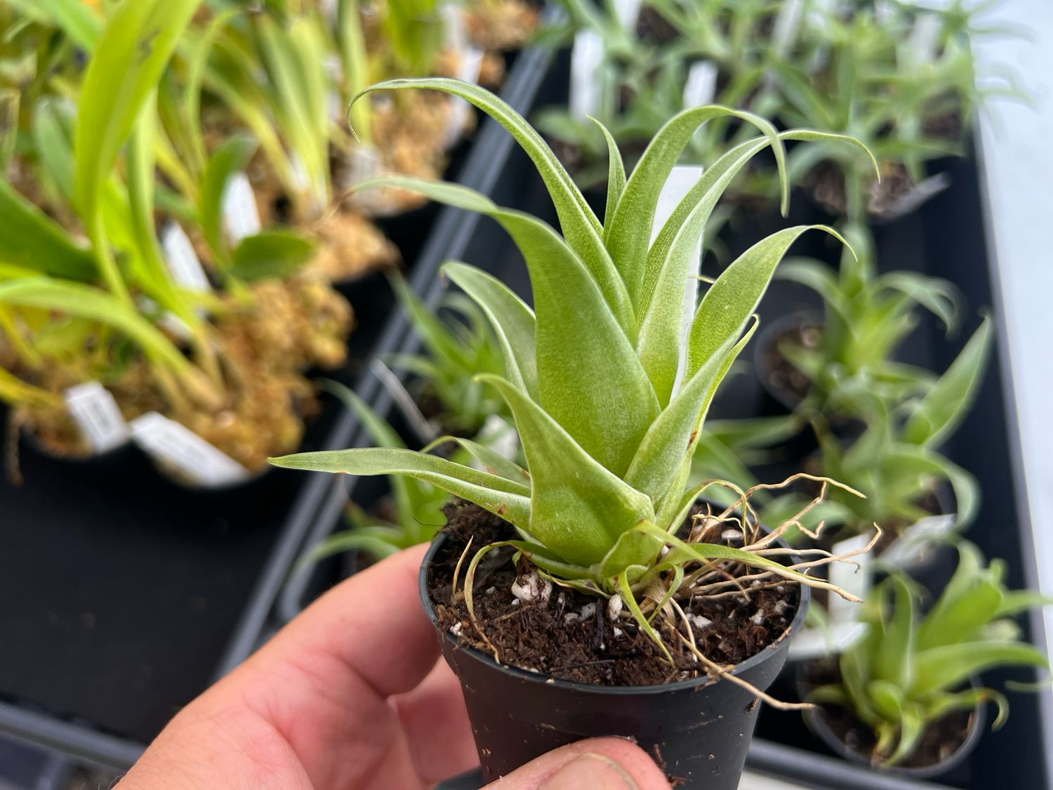 Catopsis subulata - Bromeliad