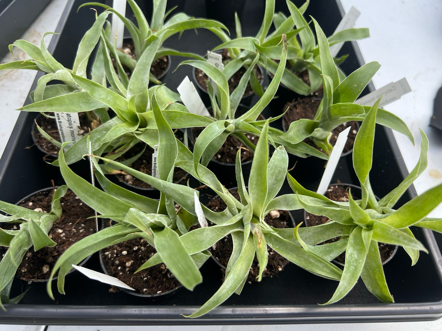 Catopsis morreniana - Bromeliad